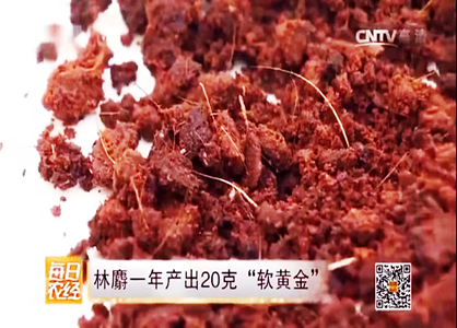 農(nóng)民養(yǎng)殖林麝，一年產(chǎn)值過(guò)百萬(wàn)